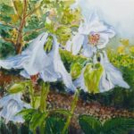 Columbine