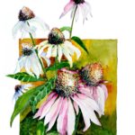 Echinacea