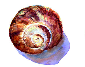 Schnecke